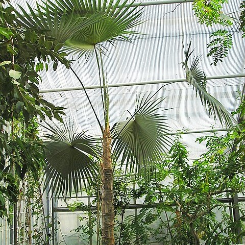 Coccothrinax barbadensis unspecified picture