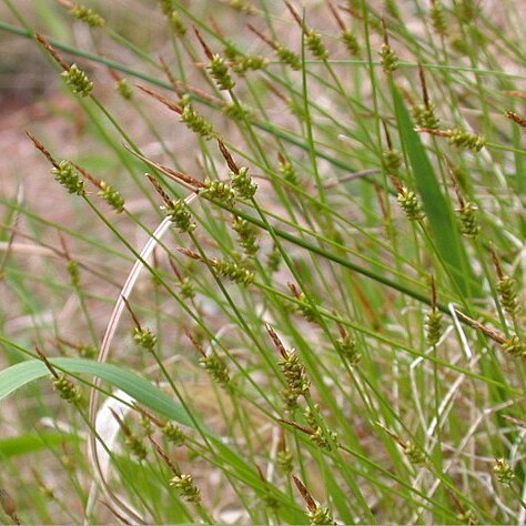 Carex oxyandra unspecified picture