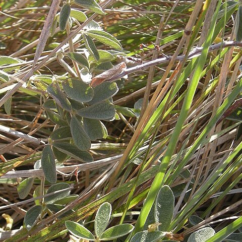 Cajanus confertiflorus unspecified picture