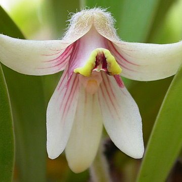 Campanulorchis globifera unspecified picture