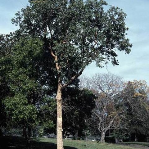 Corymbia watsoniana unspecified picture