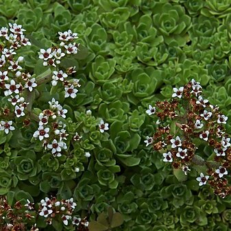 Crassula setulosa unspecified picture