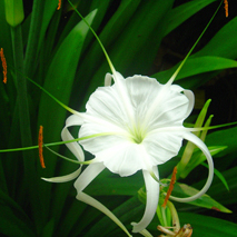 Hymenocallis acutifolia unspecified picture