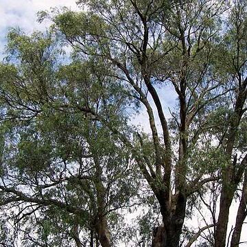 Eucalyptus macarthurii unspecified picture