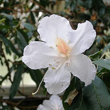 Rhododendron scopulorum unspecified picture