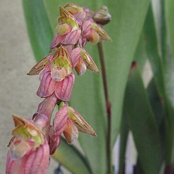 Bulbophyllum rigidum unspecified picture