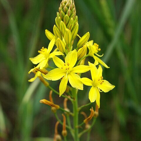 Bulbine bulbosa unspecified picture