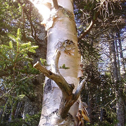 Betula cordifolia unspecified picture