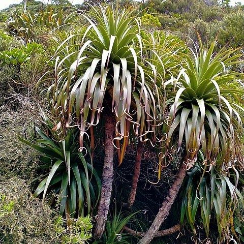 Dracophyllum fiordense unspecified picture