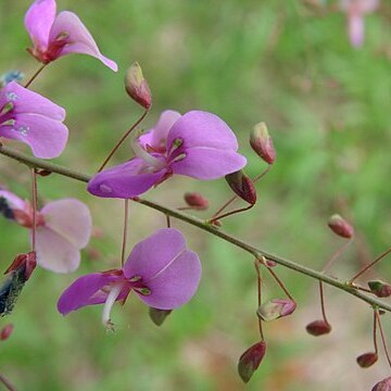 Desmodium unspecified picture