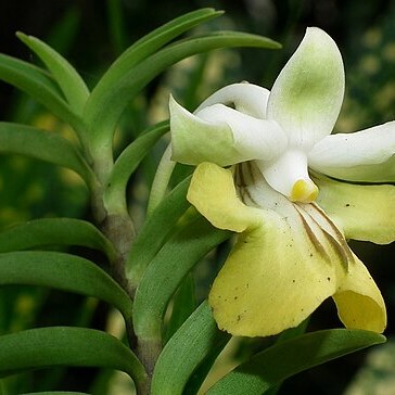 Dendrobium uniflorum unspecified picture