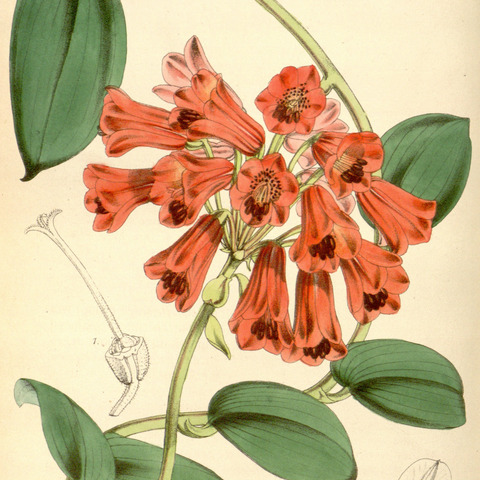 Bomarea densiflora unspecified picture