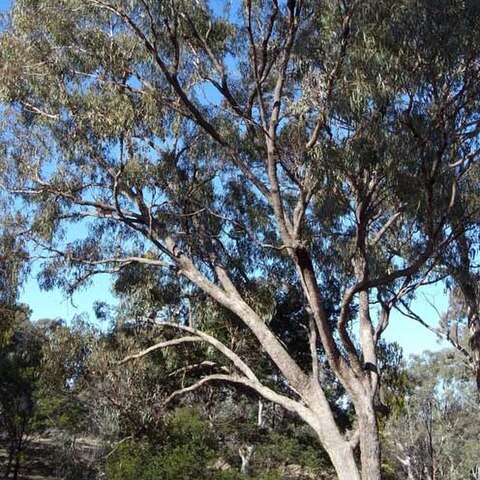 Eucalyptus nortonii unspecified picture