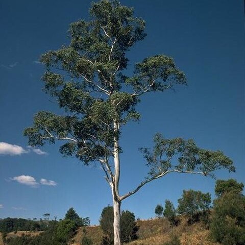 Eucalyptus dorrigoensis unspecified picture