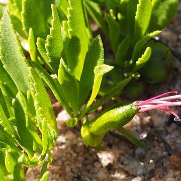 Eremophila serpens unspecified picture