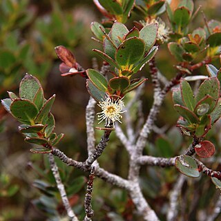 Eucalyptus vernicosa unspecified picture