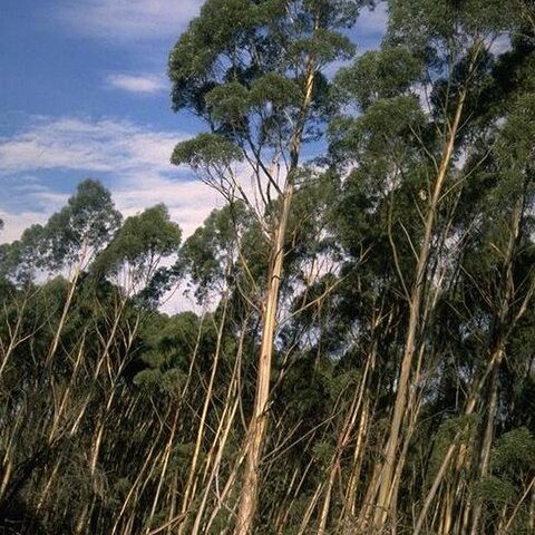 Eucalyptus paliformis unspecified picture