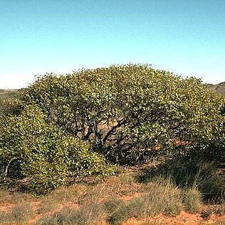 Eucalyptus fruticosa unspecified picture