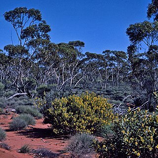 Eucalyptus platycorys unspecified picture