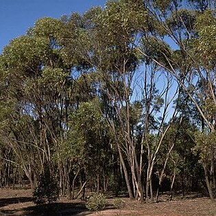 Eucalyptus froggattii unspecified picture