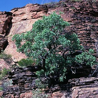 Eucalyptus brachyandra unspecified picture