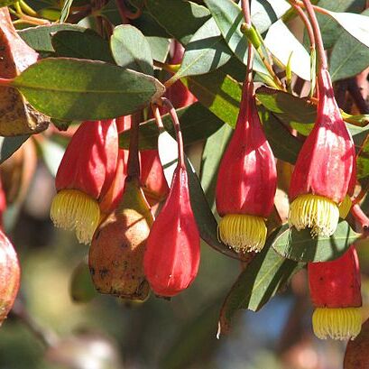 Eucalyptus forrestiana unspecified picture