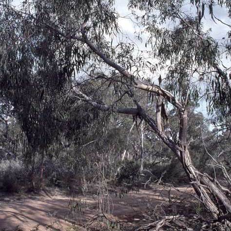 Eucalyptus falciformis unspecified picture