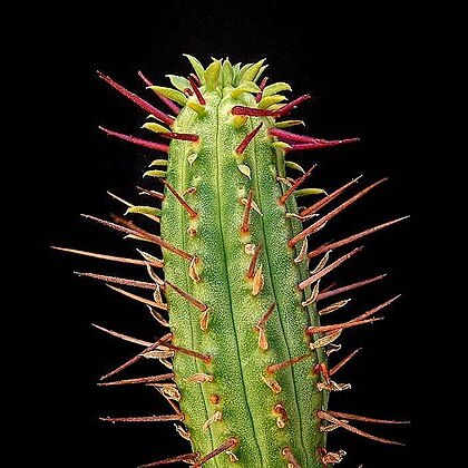 Euphorbia cumulata unspecified picture