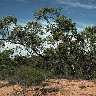 Eucalyptus yumbarrana unspecified picture