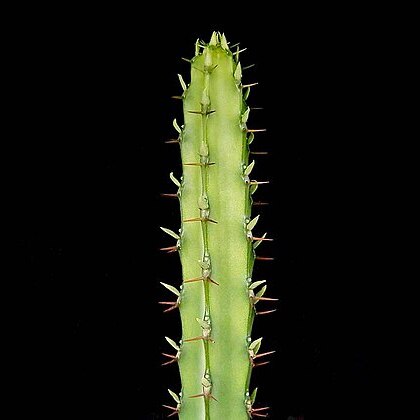 Euphorbia vulcanorum unspecified picture