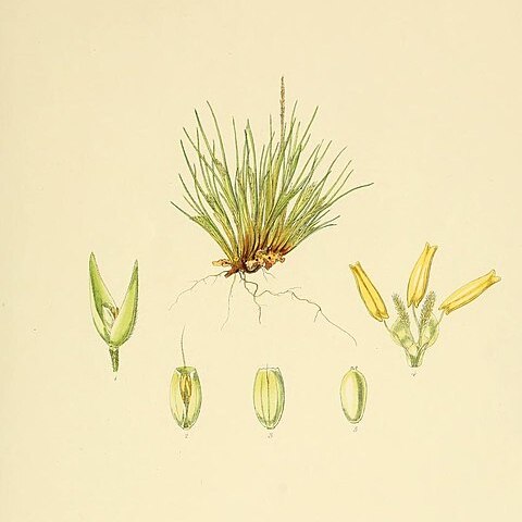 Agrostis subulata unspecified picture