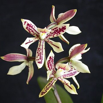 Prosthechea bueraremensis unspecified picture