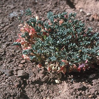 Astragalus beatleyae unspecified picture