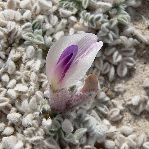 Astragalus phoenix unspecified picture