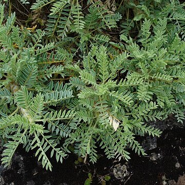 Astragalus microcephalus unspecified picture