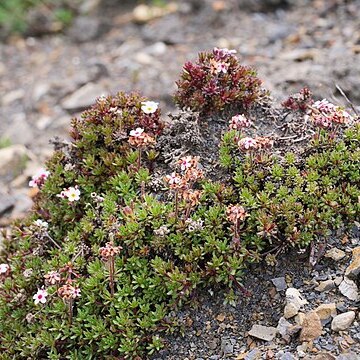 Androsace yargongensis unspecified picture