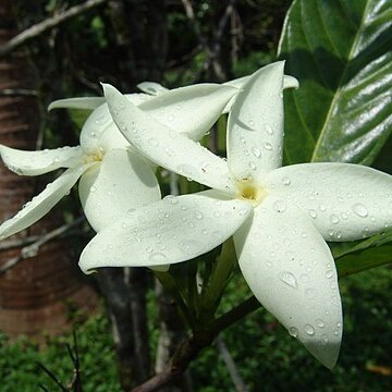 Atractocarpus hirtus unspecified picture