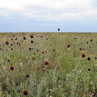 Allium regelianum unspecified picture