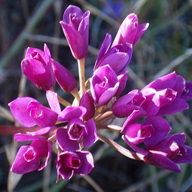 Allium dichlamydeum unspecified picture