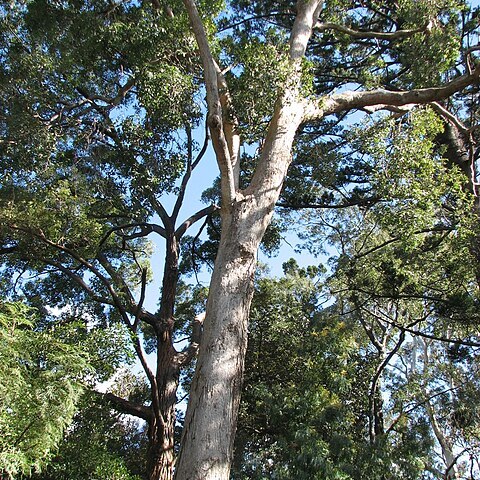 Angophora floribunda unspecified picture