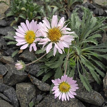 Xanthisma coloradoense unspecified picture