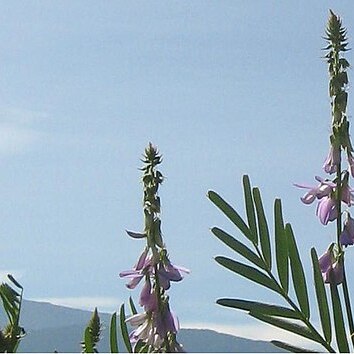 Astragalus berterianus unspecified picture