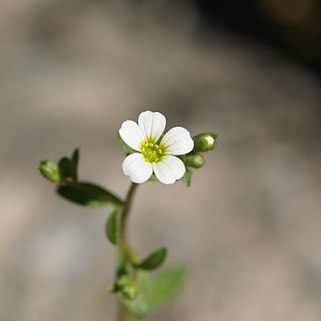 Saxifraga osloensis unspecified picture