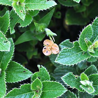 Murdannia lanuginosa unspecified picture