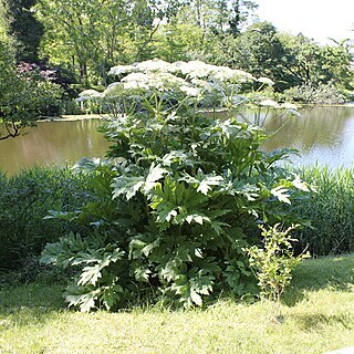 Heracleum lehmannianum unspecified picture