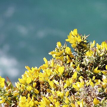 Ulex densus unspecified picture