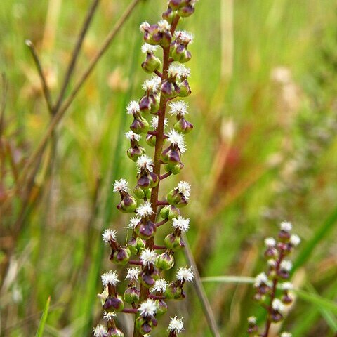 Triglochin bulbosa unspecified picture