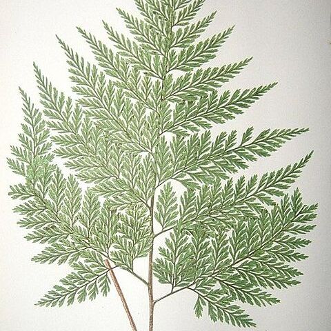 Thyrsopteris elegans unspecified picture