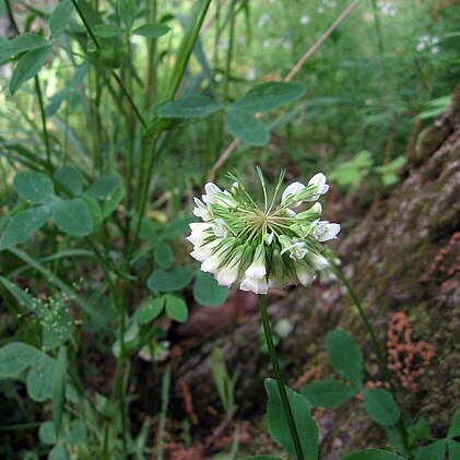 Trifolium reflexum unspecified picture