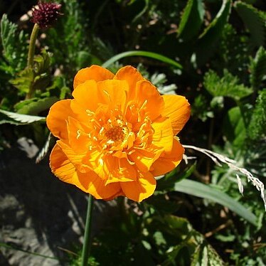 Trollius altaicus unspecified picture